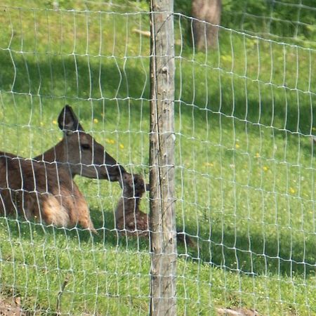 Ferienhuette Zetzhirsch Lejlighed Weiz Eksteriør billede