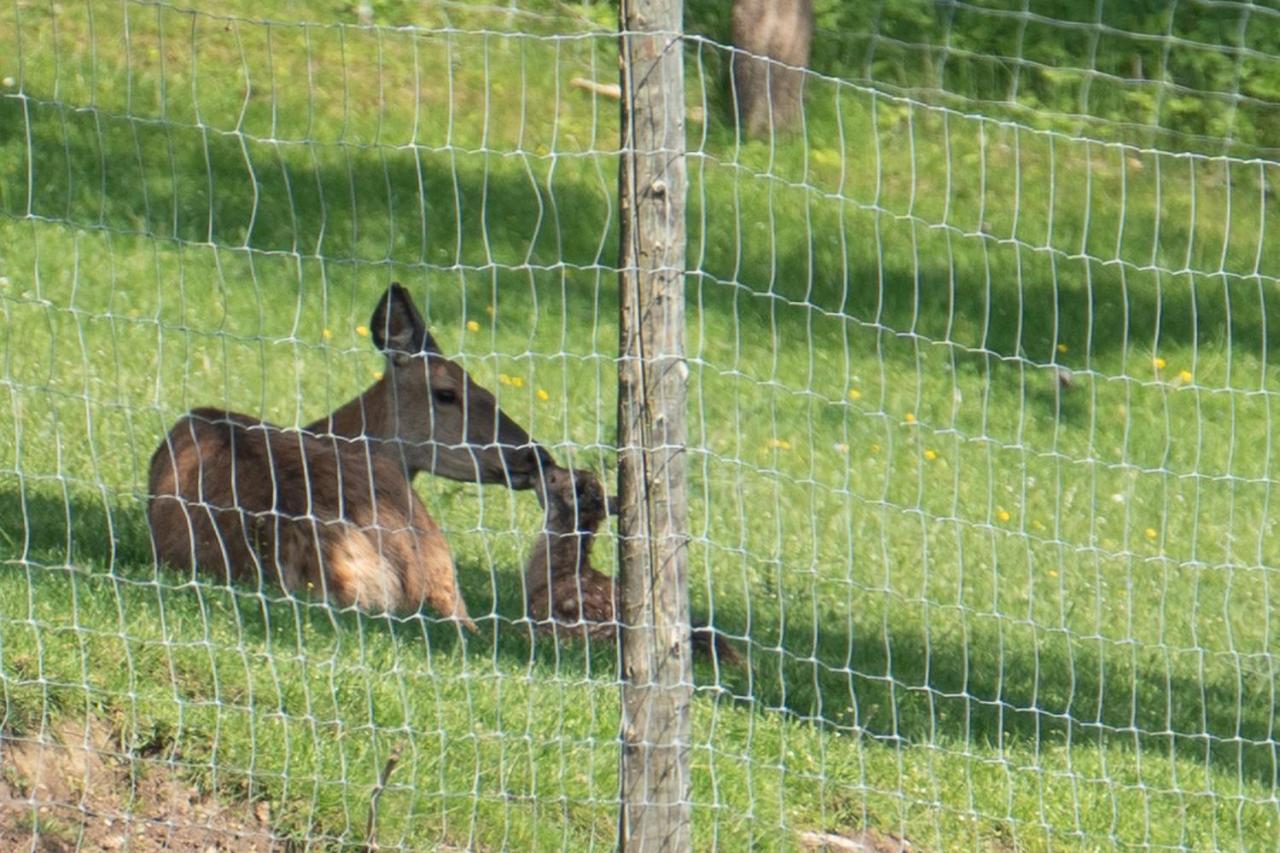 Ferienhuette Zetzhirsch Lejlighed Weiz Eksteriør billede